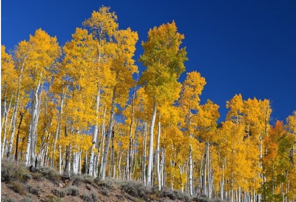 Pando Forest in Utah