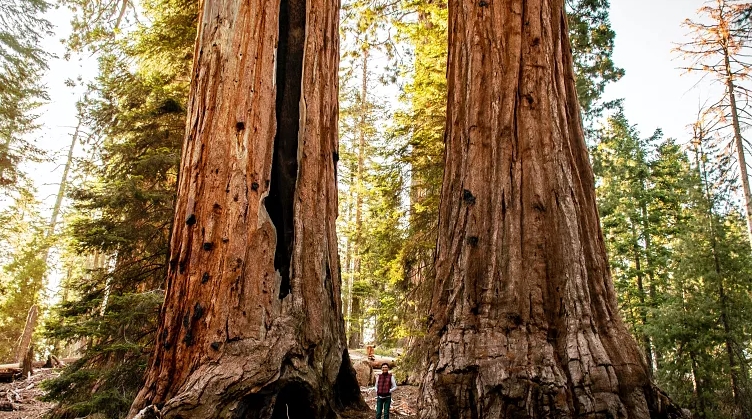 Laser Technology to Determine the Age of California's Redwood Forest