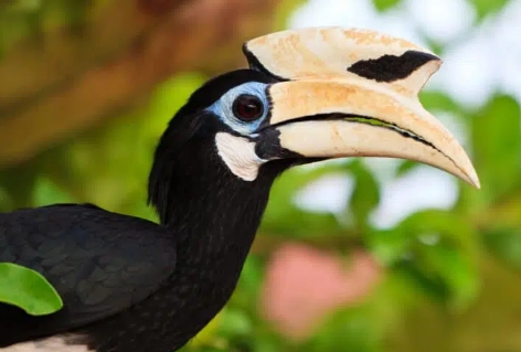 Palawan Hornbill is one of the Philippine’s 11 endemic hornbill species