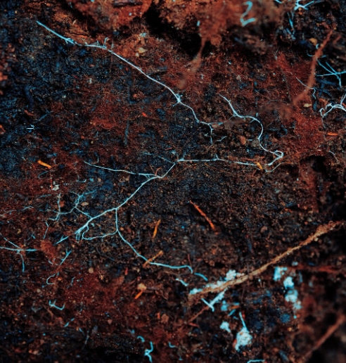 Mycorrhizas in the soil provide the network