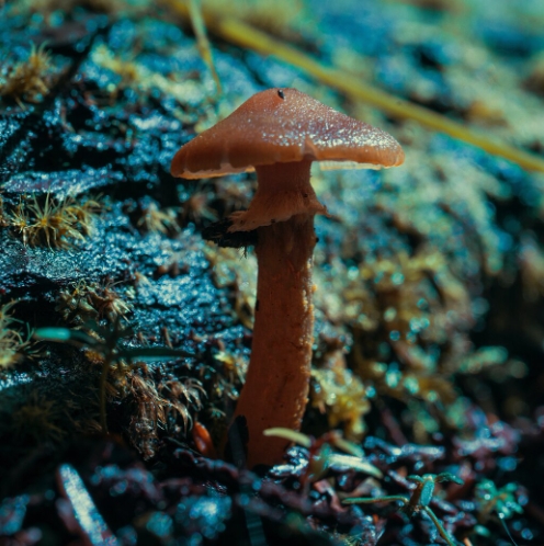 Mushrooms and conks are the fruiting bodies of fungi